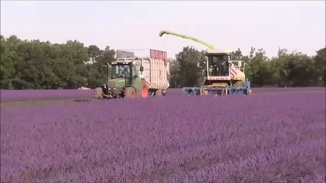 Lavender Harvest in Provence (Valensole 2014) смотреть онлайн