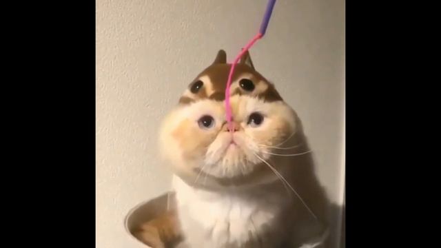 Собачий спа | Злая кошка - белка | Хвост любой ценой | Funny kittens | funny cat compilation. смотреть онлайн