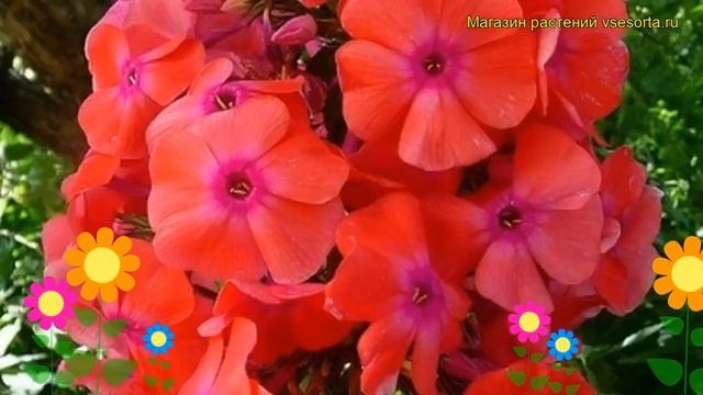 Флокс метельчатый Фобос. Краткий обзор, описание характеристик, где купить саженцы смотреть онлайн