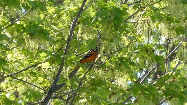 Spring '22 Kayak (5) смотреть онлайн