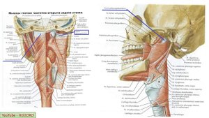 Анатомия глотки человека