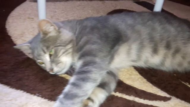 Хочу пристроить уличного котика в хорошие  руки