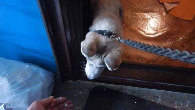 Хаски боится лестницы в подъезде смотреть онлайн