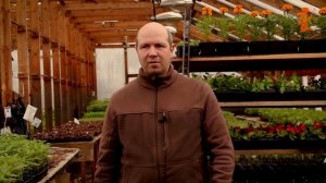 Как правильно сажать Картошку // Кенгуру