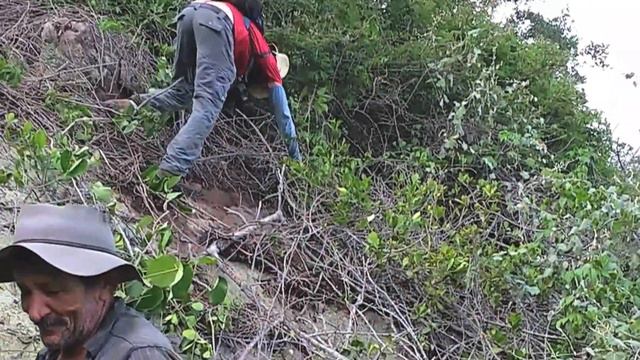 Brassavola tuberculata & Pró-árvore em ação смотреть онлайн