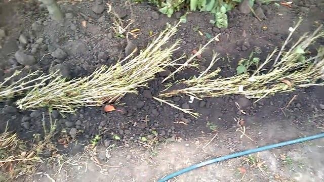 Саженцы смородины , почему они без листьев ?