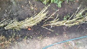 Саженцы смородины , почему они без листьев ?