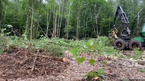 Железное Дерево -Граб,делянка 99 уровня ?