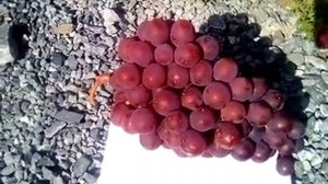 Виноград в Сибири. Сорт "Вишенка". Дегустация. Отзывы. 20 августа 2021