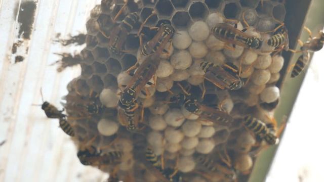 Жизнь пчел. Крупный план (4К UHD) смотреть онлайн