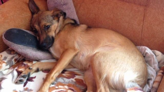 Зита постоянно спит с моими тапочками смотреть онлайн