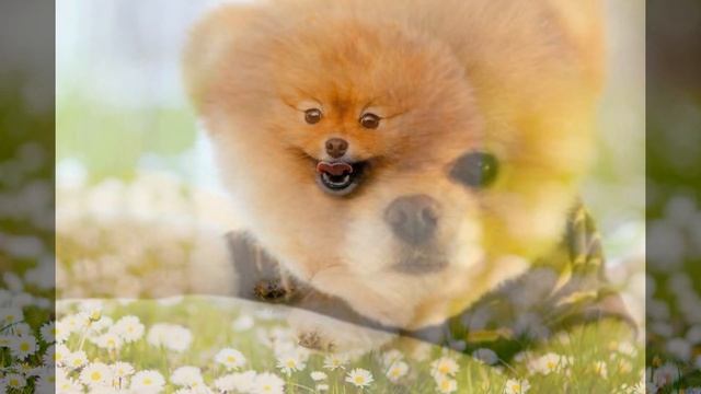 Самые красивые щенки шпица смотреть онлайн