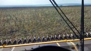 кейс 2388 в.. работе уборка подсолнечника 14.09.21