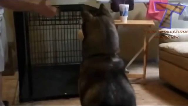 Лучшие COUB [Best COUB] Большая подборка приколов . смотреть онлайн