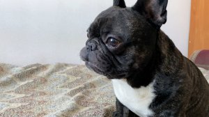 Что с глазом Французского Бульдога? | Не рассказывай - не рассказывай!!!