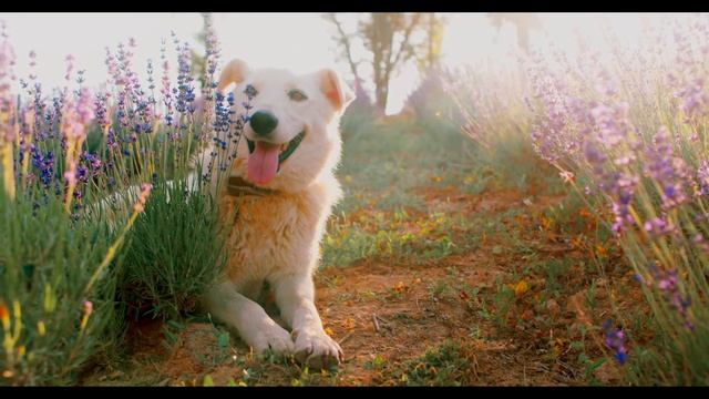 Релакс музыка для отдыха и настроения (версия 2) смотреть онлайн