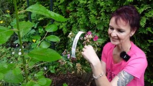 Bartnelke, Dianthus barbatus - Steckbrief & Pflege