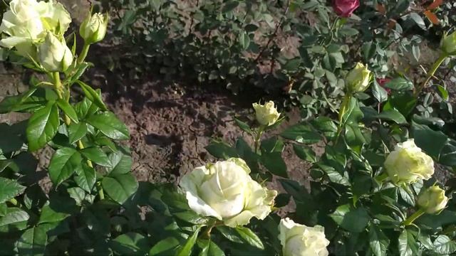 ЛА ПЕРЛА (La Perla, Schloss Gödens Rose), W. Kordes & Sons Германия, 2006 г. Чайно-гибридные смотреть онлайн