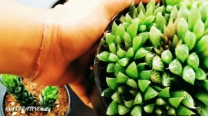 SUCCULENT PLANTS | Haworthia cooperi | Haworthia Limifolia |Senecio Barbertonicus| Echeveria