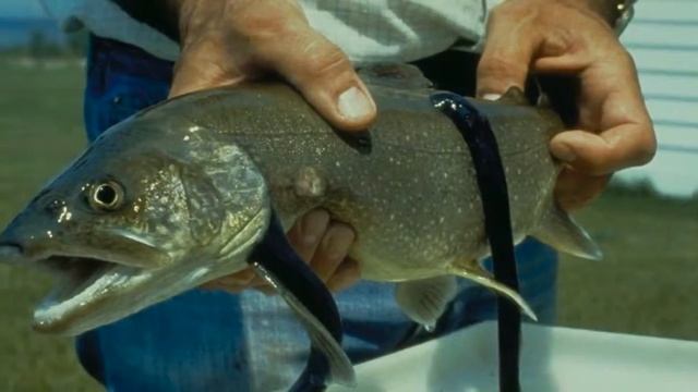 Удивительный мир фауны. Часть 1 смотреть онлайн