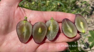 Виноград Эмир 30 июля 2024 год Новороссийск.