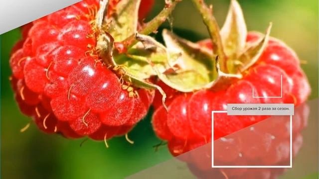 Малина Купчиха - описание сорта