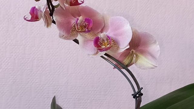 #ОРХИДЕИ?:"Мандала",которая не Мандала уже у меня?✌️И наши орхидейные новости? смотреть онлайн