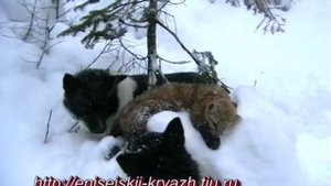 Лайки. Охота на Соболя Гуманным капканом ДКА-1.
