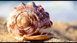 Почемучка: Почему в ракушке слышен шум моря