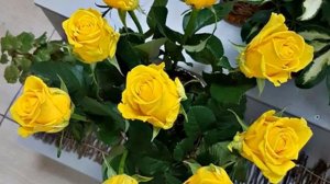 Роза Пенни Лейн (Penny Lane) — характеристики сортового растения