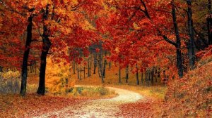 Музыка осени, осенние  настроение, релакс. Autumn music, autumn mood, relaxation.