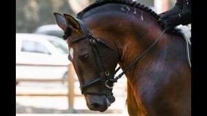 ЧЕРНАЯ  ЛОШАДКА / СКАЗКА ДЛЯ ДЕТЕЙ НА НОЧЬ