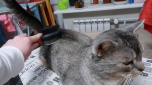 ВЫЧЁСЫВАЮ СВОИХ КОТОВ! КАК МЫ УХАЖИВАЕМ ЗА ЖИВОТНЫМИ