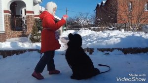 Ньюфаундленд,первое занятие, девочка Полина просто молодец.