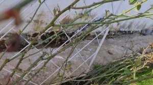 ЗАЦВЕТУТ СТЕНОЙ! Как ПРАВИЛЬНО обрезать ПЛЕТИСТЫЕ РОЗЫ ВЕСНОЙ и РАЗМЕЩАТЬ НА ОПОРЕ