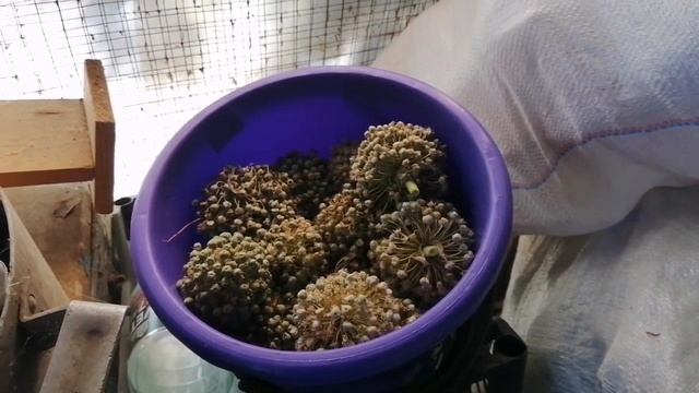 Что выросло из лука Марс купленного в АТБ/Хранение лука смотреть онлайн