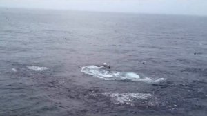 Касатки охотятся на сельдь. Редкие кадры!