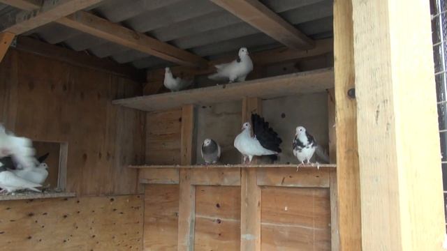 Переводим попугаев и остальное хозяйство на зимние содержание. смотреть онлайн