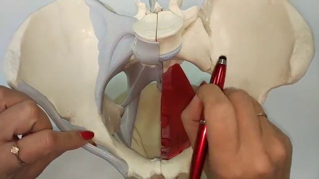 РАЗМЕРЫ МАЛОГО ТАЗА.ПОЛОВЫЕ ОТЛИЧИЯ ТАЗА.