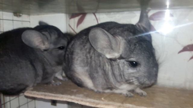 Где Лучше Покупать Шиншиллу! - Where Better To Buy A Chinchilla!