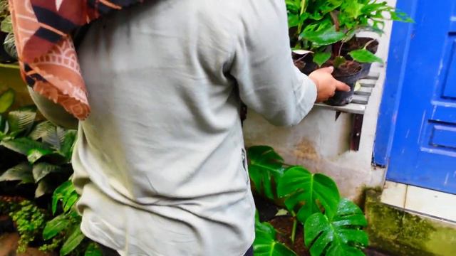 Jual Tanhis unik cantik dan Romosan Mumer part 2 смотреть онлайн