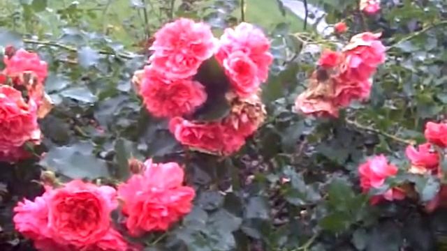 Красивые розы вечером смотреть онлайн