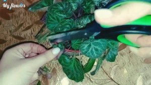 Камнеломка плетеносная.Уход в домашних условиях.