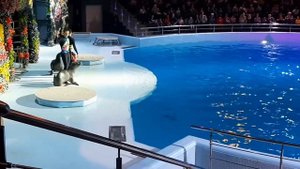 Дельфинарий Новосибирск-2019