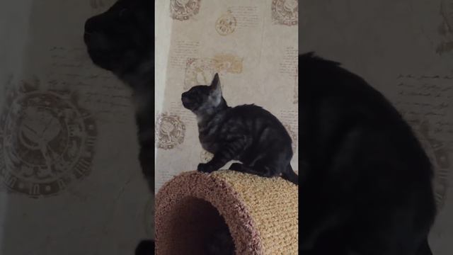 Мальчик из питомника Leominipard Black smoke 4 мес смотреть онлайн