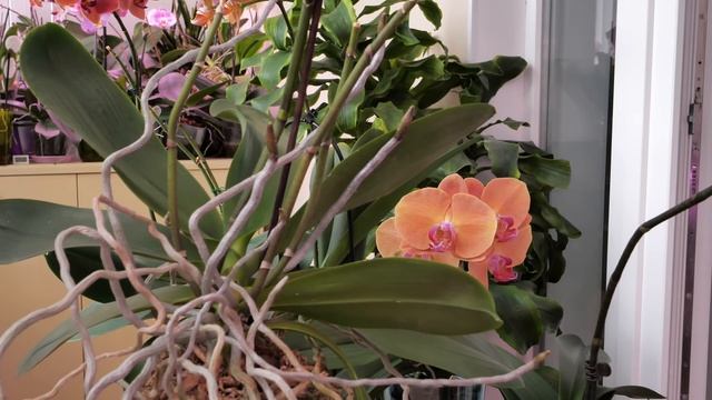 Орхидеи. Истории РАЗНЫЕ, а Результат ОДИН. РЫЖИЕ, ТЕРРАКОТОВЫЕ. ПРИРУЧИЛА и ЛЕКО ФАНТАСТИК. смотреть онлайн