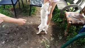 Знакомимся с  мини бультерьером и заводчицей. / Meet the mini bull terrier and the breeder.