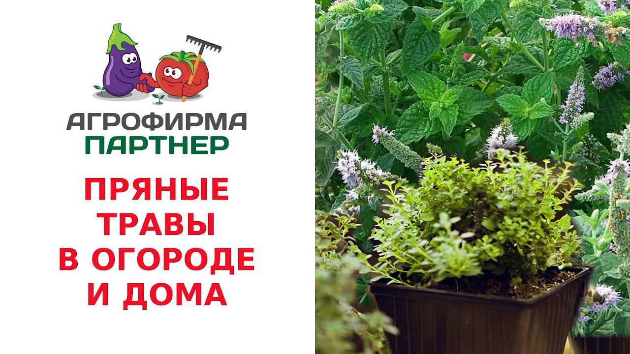 ПРЯНЫЕ ТРАВЫ В ОГОРОДЕ И ДОМА