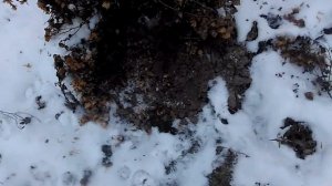 Кроты роют даже зимой.