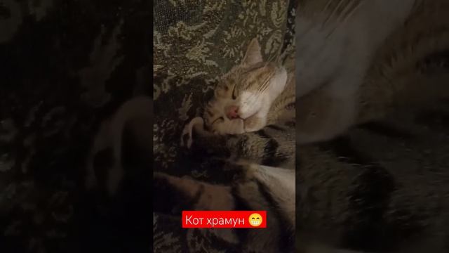 как лечить храп #видео #видеоблогер #кот #котики #котыприколы #приколы #животные #котики